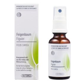 Phytomed Knospenextrakt Feigenbaum 30 ml